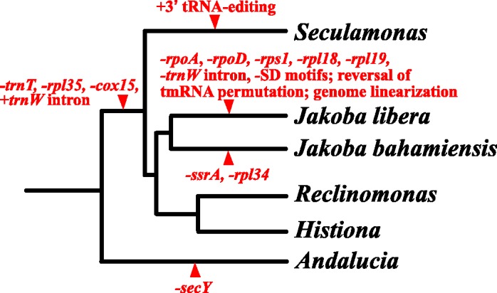 Fig. 6.—