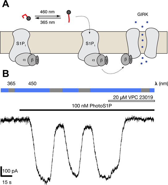 Figure 2 |