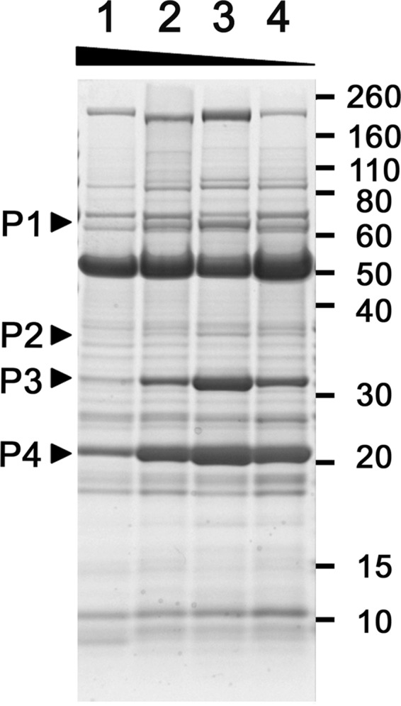 FIG 1