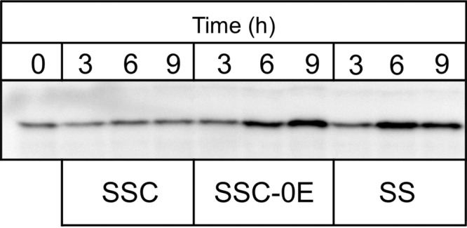 FIG 8