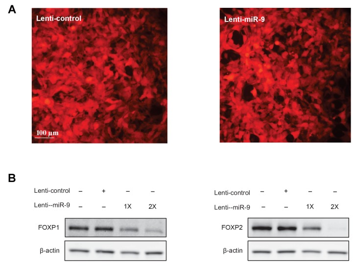 Figure 1—figure supplement 1.