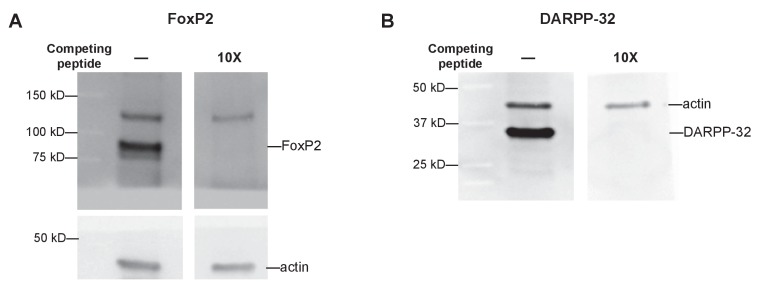 Figure 7—figure supplement 1.