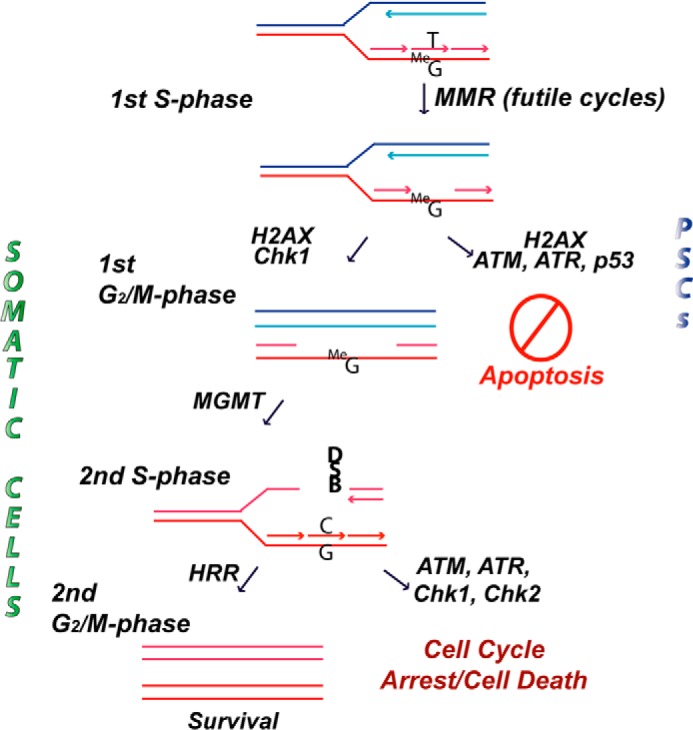 FIGURE 9.