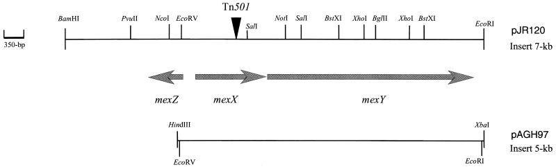 FIG. 1