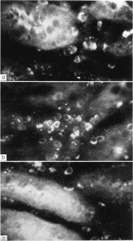 FIG. 7