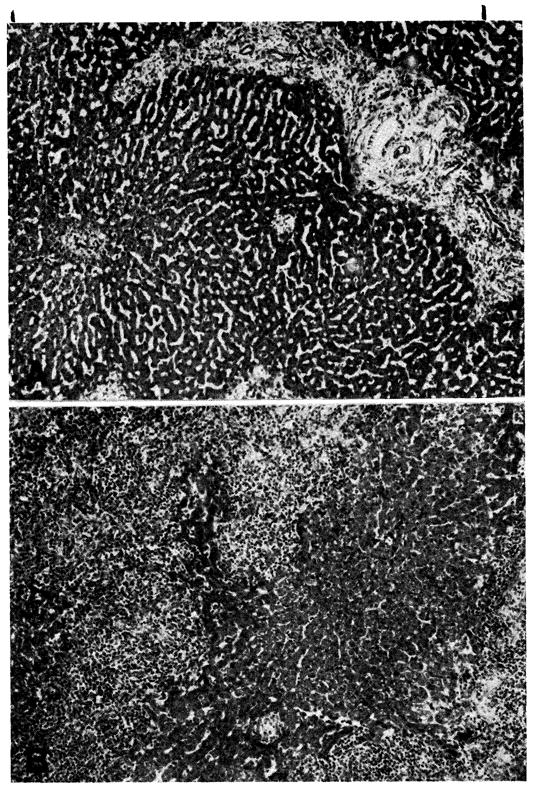 Fig. 14