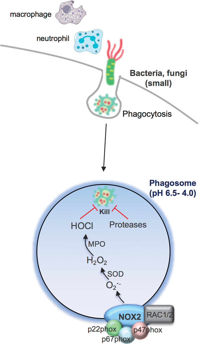 FIG. 1.