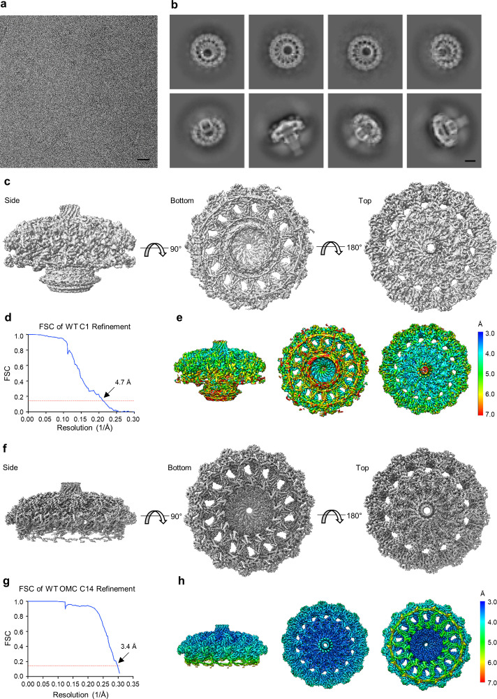 Figure 1—figure supplement 3.