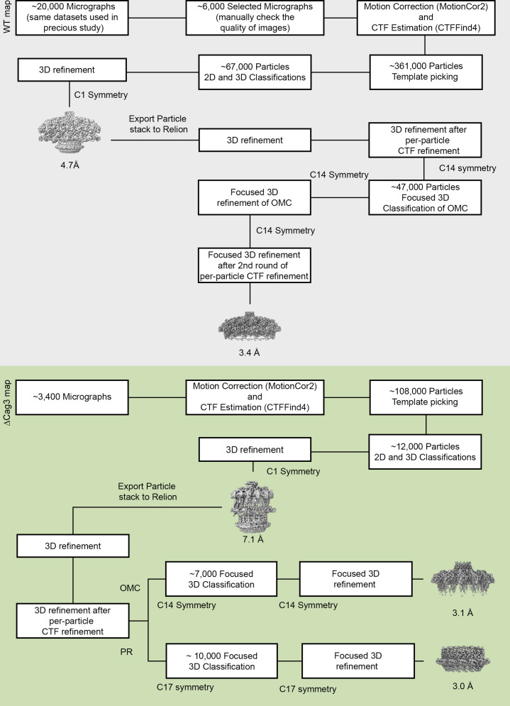 Figure 1—figure supplement 1.