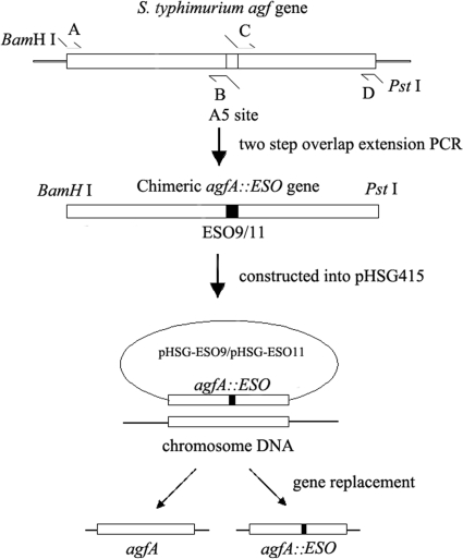 FIG. 1.