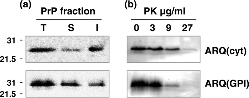 FIG 3