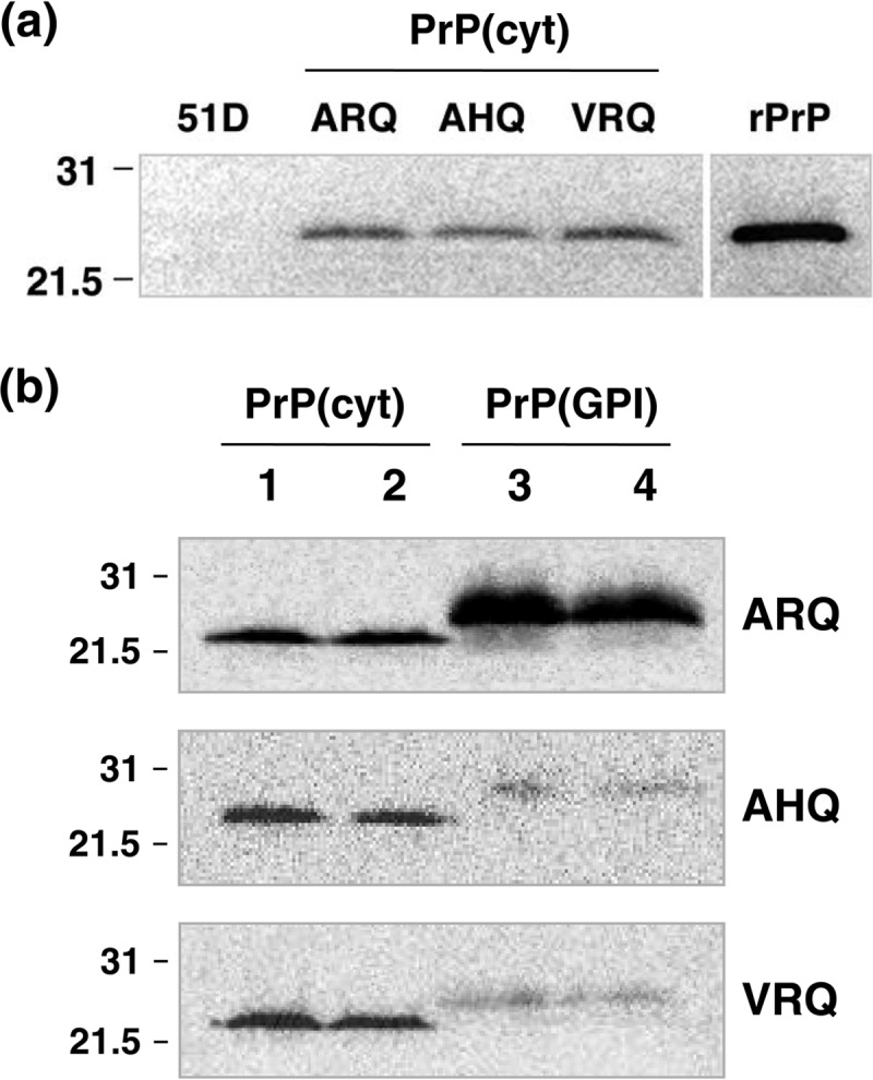 FIG 1