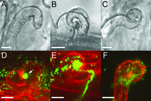 Figure 10.