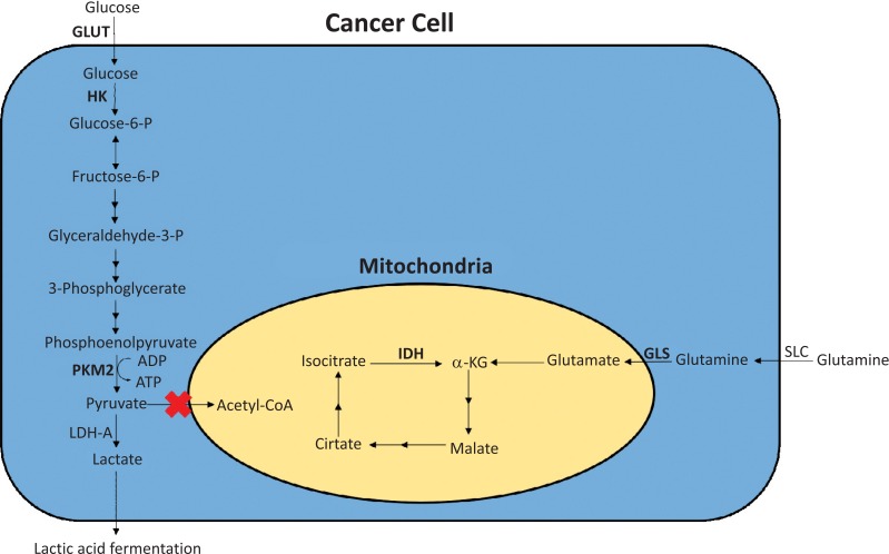 Inhibition of Glycolysis and Glutaminolysis: An Emerging Drug Discovery ...