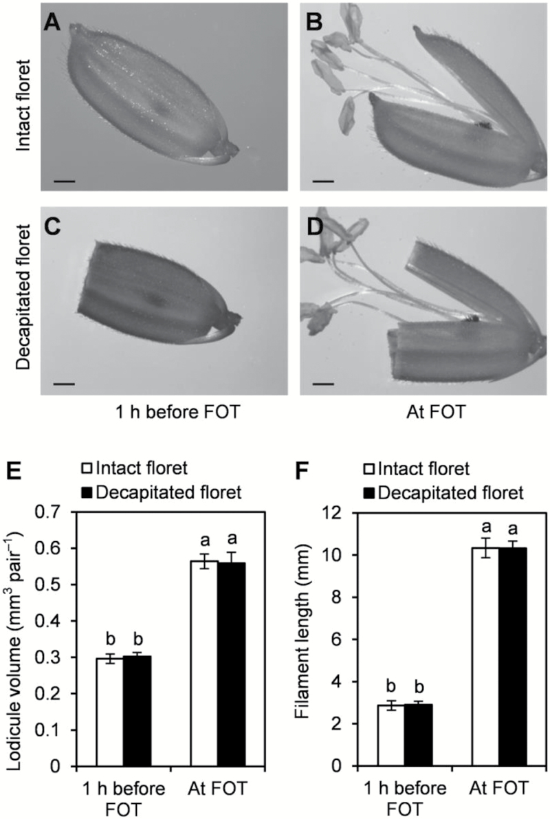 Jasmonic acid deficiency leads to scattered floret opening time in ...