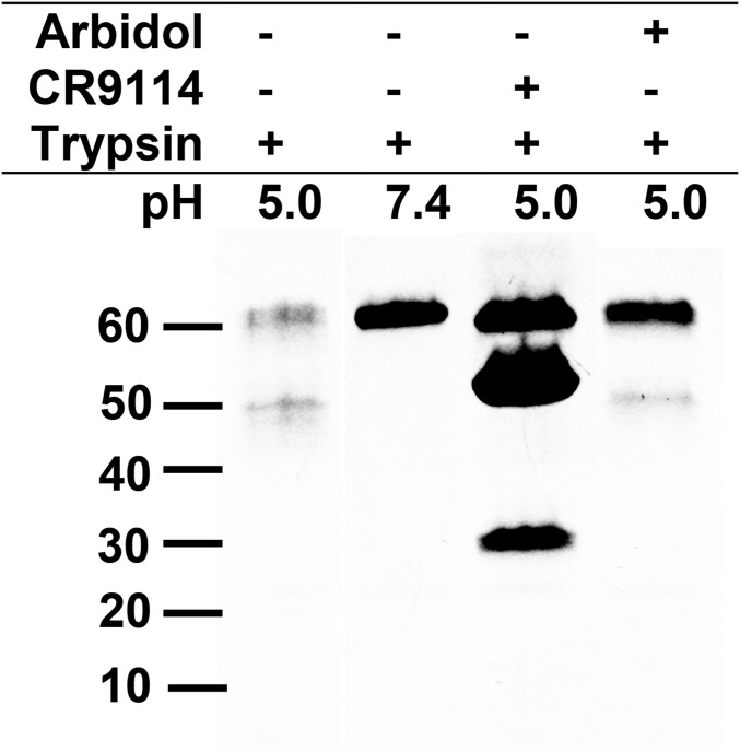 Fig. 5.