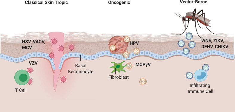 Skin Viral Infections: Host Antiviral Innate Immunity and Viral Immune ...