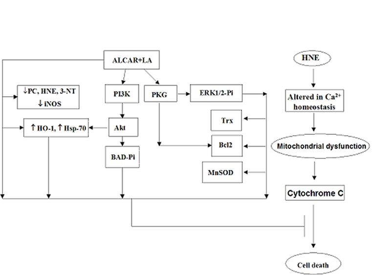 Fig. 12