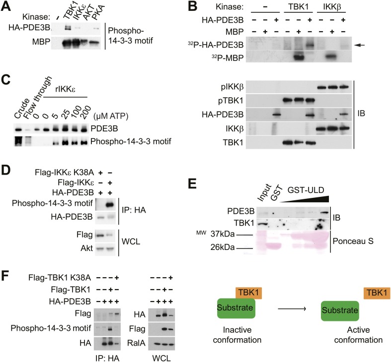 Figure 3—figure supplement 1.