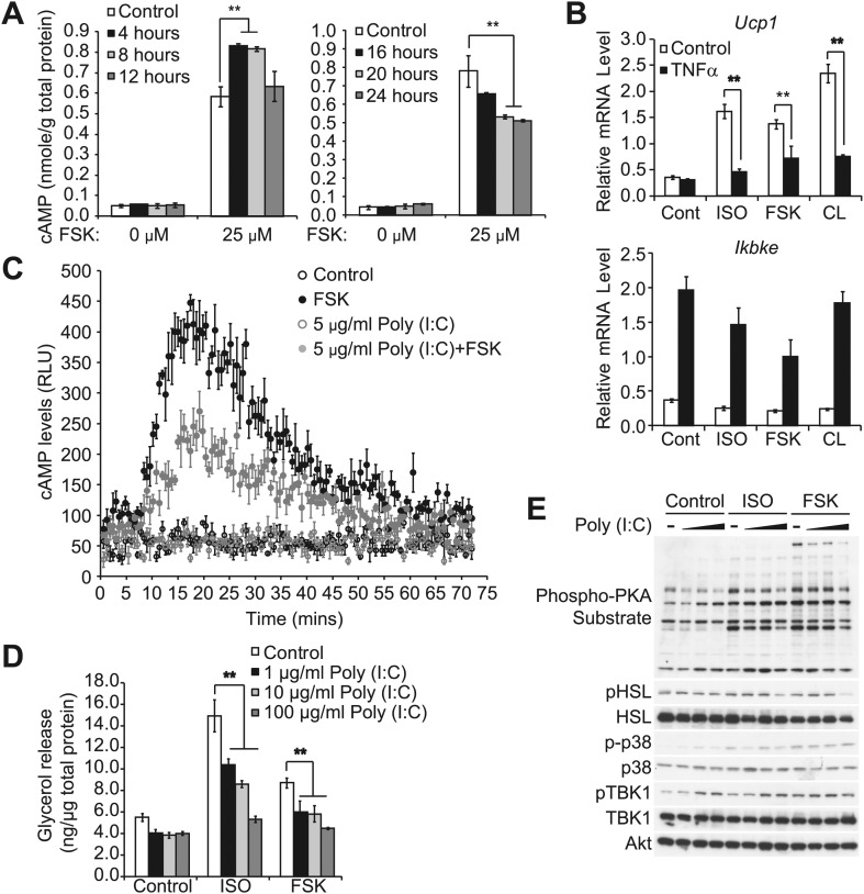 Figure 2—figure supplement 1.