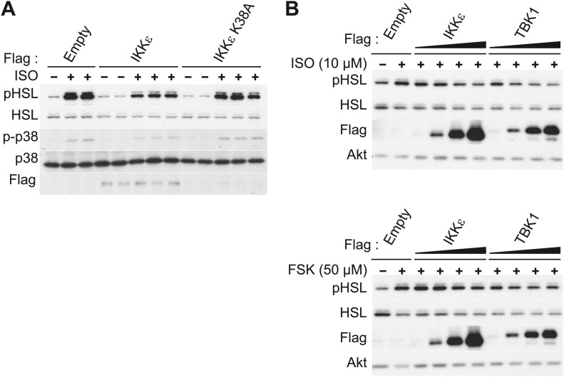 Figure 1—figure supplement 1.