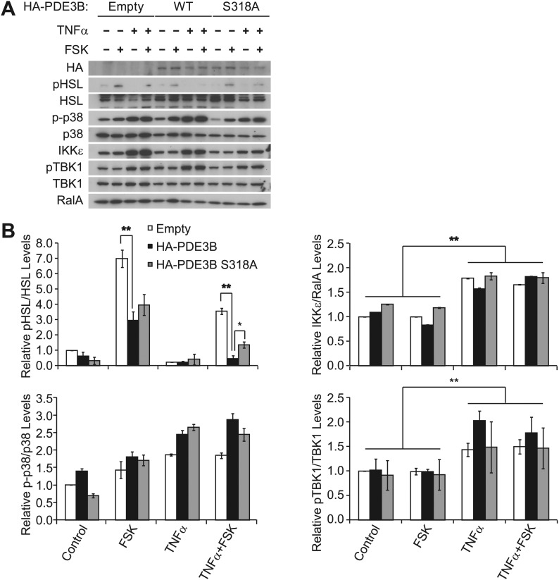 Figure 4—figure supplement 1.