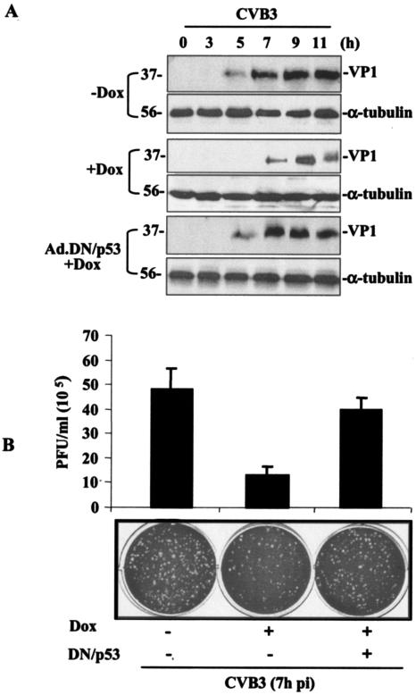 FIG. 8.