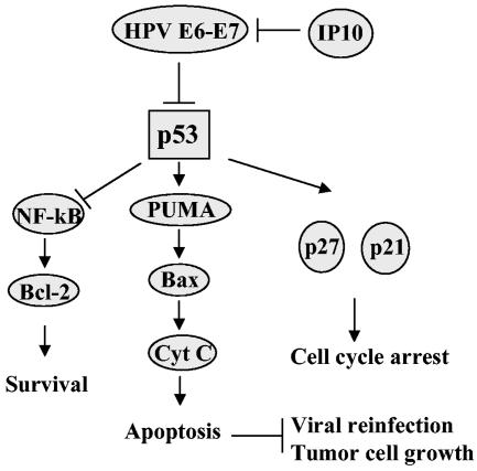 FIG. 11.