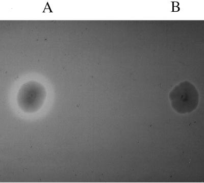 FIG. 5