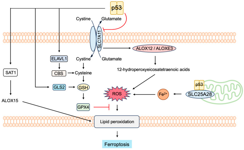 Figure 22