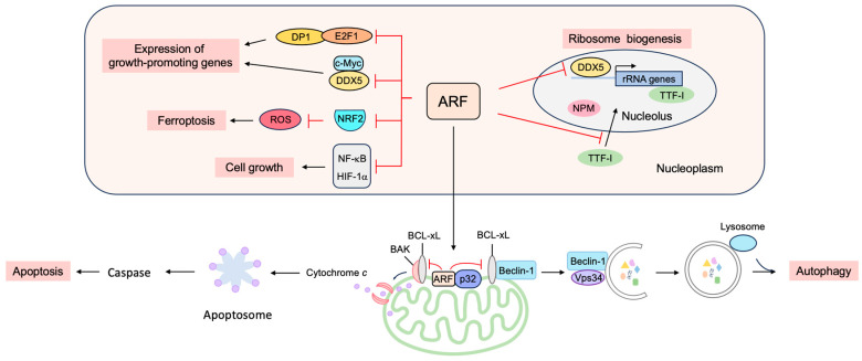 Figure 17