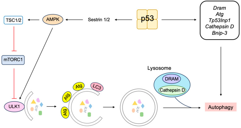 Figure 21