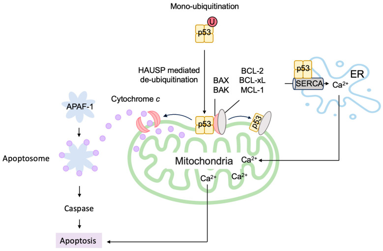 Figure 20