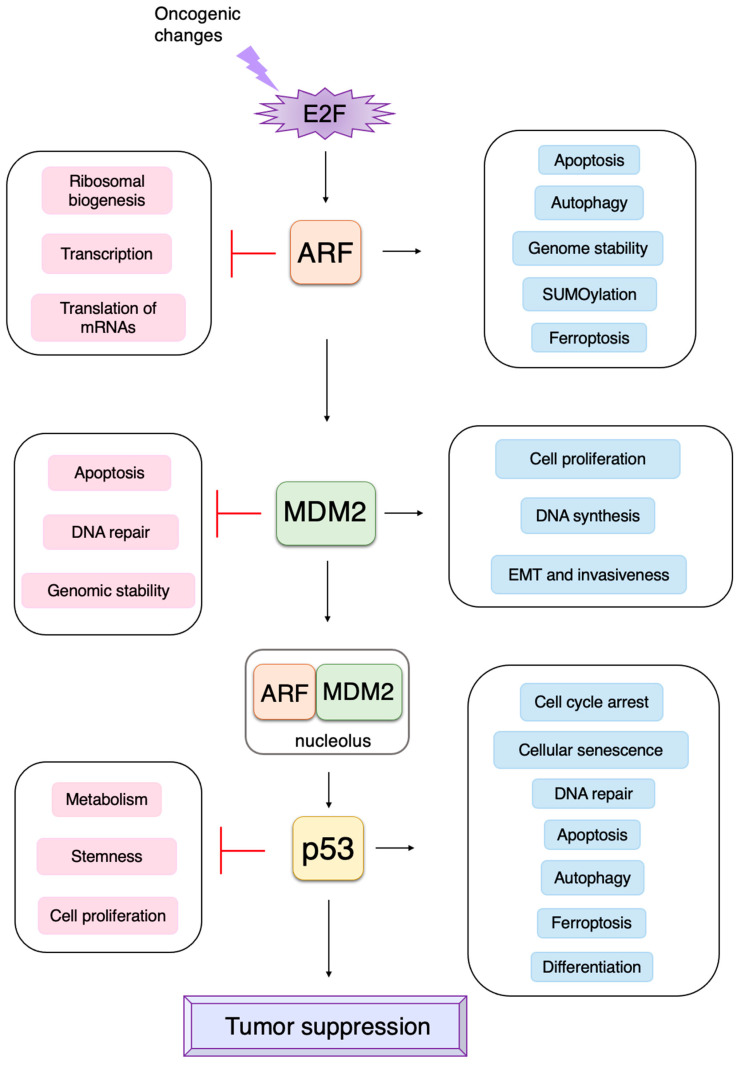 Figure 25