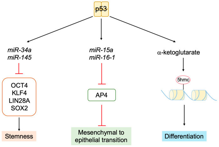 Figure 24