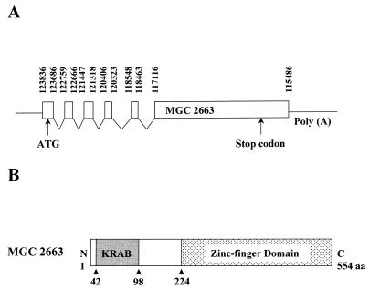 FIG. 1