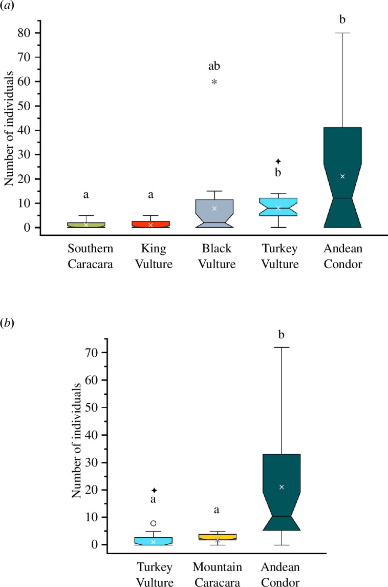 Average abundances (white crosses) of avian scavengers of the five-species guild