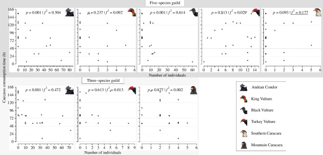 The relationship between the abundances of the studied avian scavengers and the consumption time of the placed carcasses.