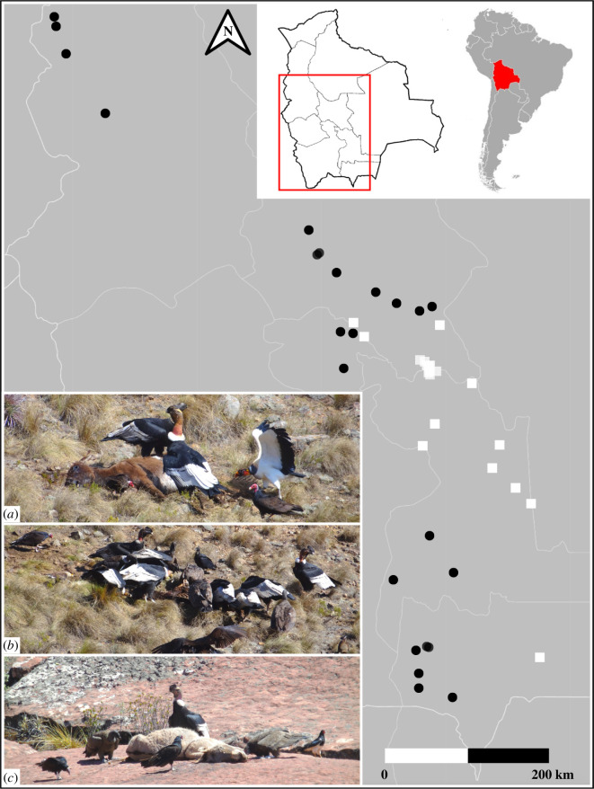 The study area (red outline on the inset map) extended through central South America along Bolivia (the country in red) in a mainly north–south direction
