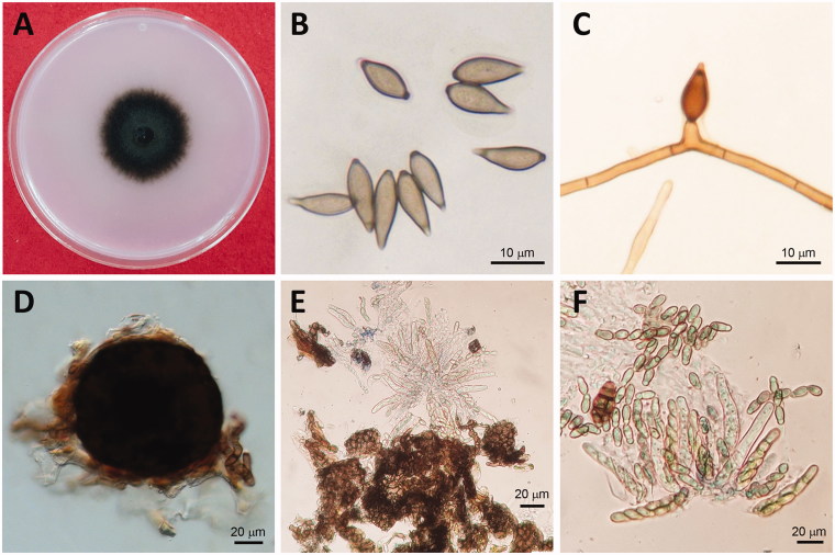 Figure 2.