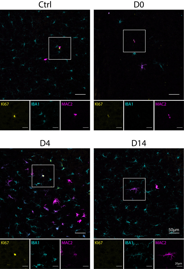 Figure 5—figure supplement 1.