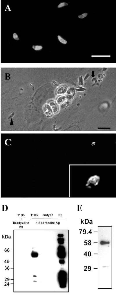 FIG. 6