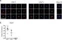 Figure 5—figure supplement 1.