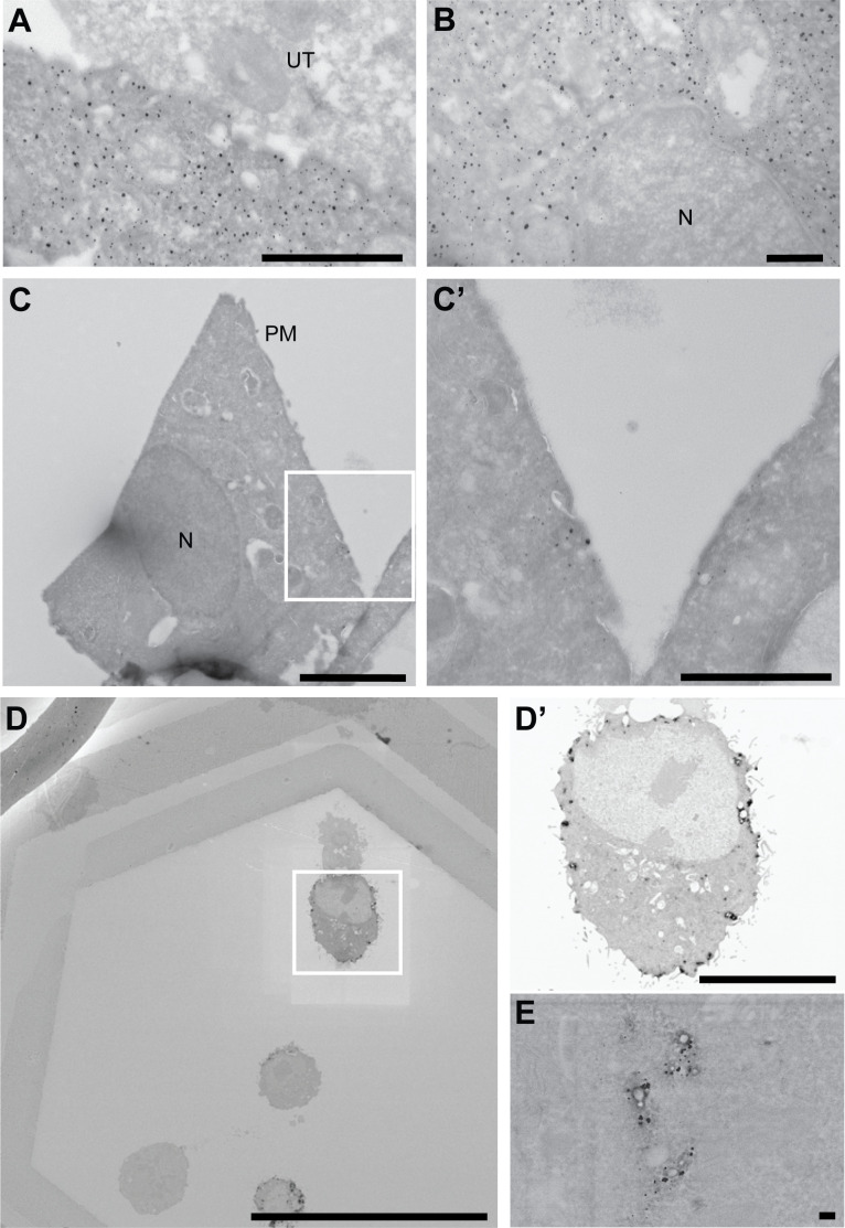 Figure 1—figure supplement 3.