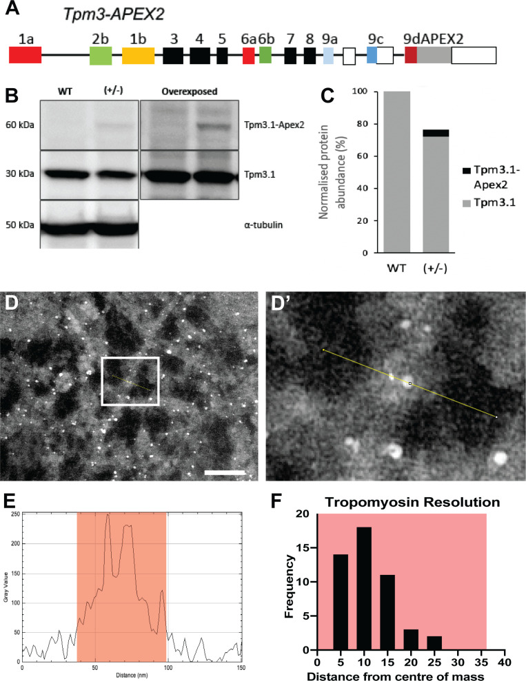 Figure 2—figure supplement 2.