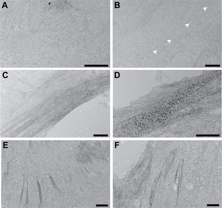 Figure 2—figure supplement 3.