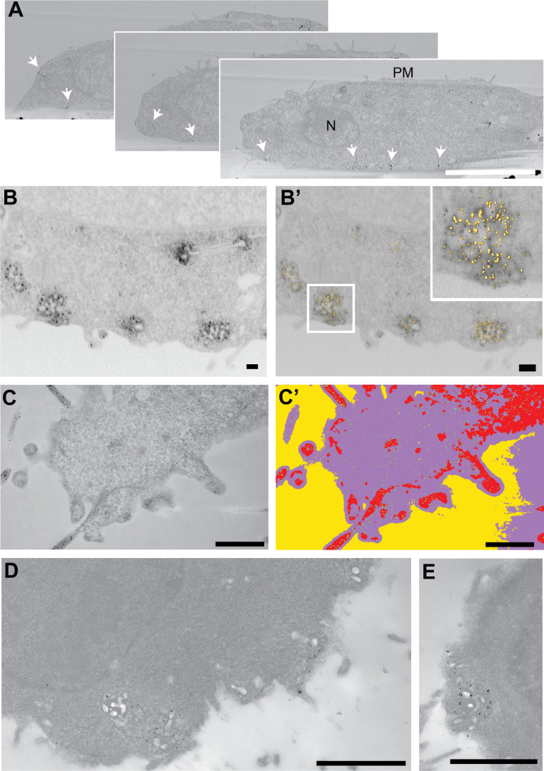 Figure 1—figure supplement 4.