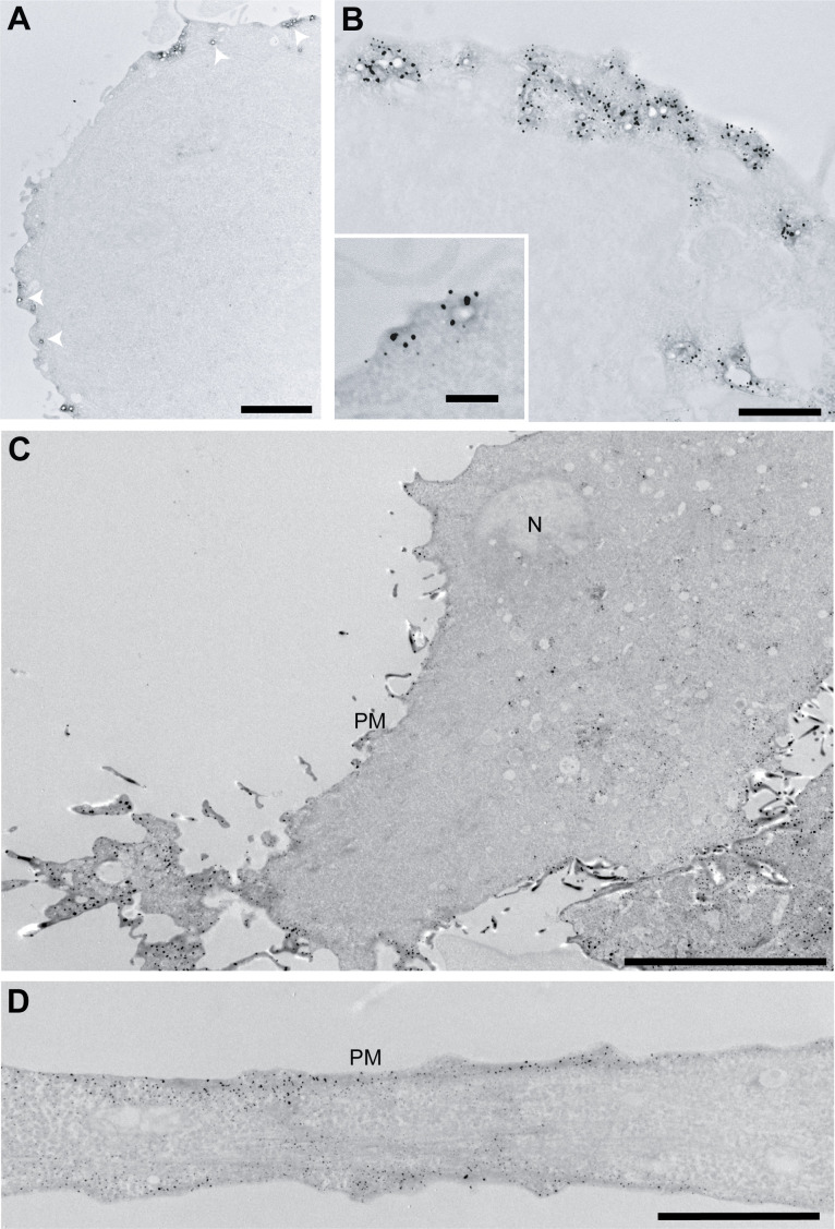 Figure 1—figure supplement 1.