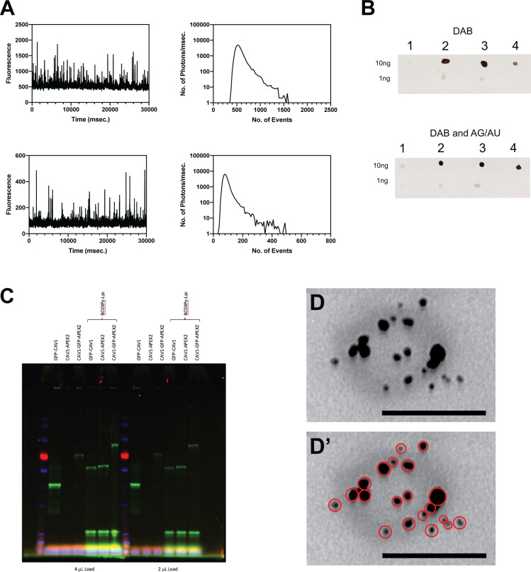 Figure 2—figure supplement 1.