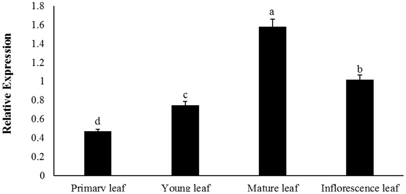 FIGURE 3